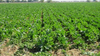 هم‌زمان با هفته دولت دومین نشست تخصصی کشت چغندرقند در استان بوشهر برگزار شد