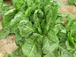 اجرای موفق نخستین کشت پاییزه چغندرقند در استان بوشهر؛ گامی مؤثر در مسیر اصلاح الگوی کشت و مدیریت منابع آبی