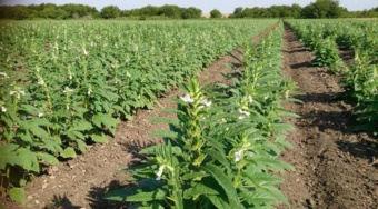 توسعه کشت کنجد در مناطق خشک بهعنوان راهکاری پایدار در کشاورزی ایران