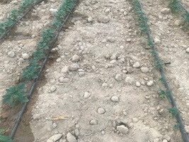 اجرای پروژه تحقیقاتی قطع آبیاری در مراحل رشدی کنجد در ایستگاه برازجان آغاز شد