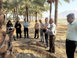 بررسی وضعیت تولید خرما و راهکارهای فنی برای ارتقای کیفیت و بهره‌وری