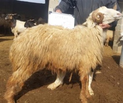 نشست بررسی وضعیت هویت گذاری دام در استان بوشهر برگزار شد