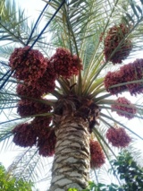 به مناسبت ۲۵ شهریور روز ملی خرما