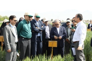 تکیه بر گندم‌های اقلیمی در حضور دو معاون وزیر؛ از الماس سردسیر تا ذوالقدر گرم‌دوست