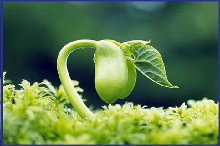 فیزیولوژی گیاهان زراعی