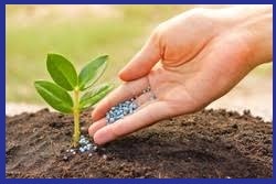 به نژادی گیاهان زراعی دیم