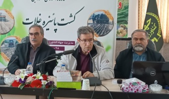 ارقام جدید و بسته‌های زراعی؛ راهکار افزایش بهره‌وری تولید در دیم زارها
