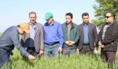 همکاری مؤسسه دیم و شرکت کشت صنعت پارس برای ارتقای بهره‌وری و امنیت غذایی کشور