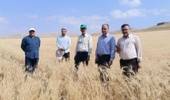 استان آذربایجان غربی، از قطبهای مهم و مطمئن برای تولید هستههای بذری ارقام محصولات زراعی دیم کشور است