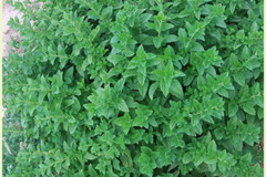 بادرنجبویه