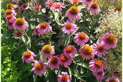 سر خار گلداروی