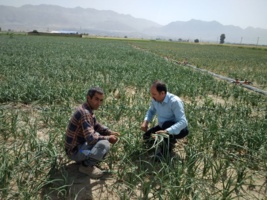 بازدید میدانی پژوهشگر مروج ارشد آفات کشاورزی از مزارع کشت پیاز در منطقه مظفری شهرستان کوار
