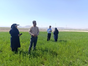 بازدید از مزارع یونجه بخش فسارود شهرستان داراب به منظور شناسایی بیماری های یونجه