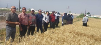 برگزاری روز مزرعه طرح انتخاب مشارکتی ارقام گندم آبی شهرستان علی‌آبادکتول به همت محقق مرکز تحقیقات و آموزش گلستان