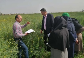 معرفی کلزای بهاره رقم جدید آرتین و افتخار مشارکت پژوهشگر بخش تحقیقات زراعی و باغی مرکز تحقیقات و آموزش گلستان در این پروژه