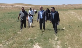 بازدید میدانی محققان مرکز تحقیقات و آموزش کشاورزی گلستان از الگوی موفق کشت زیره در منطقه بخش هفت گنبدکاووس