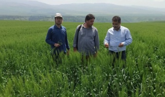 پایش تخصصی مزارع تکثیری گندم و جو در مرحله گل‌دهی