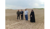 بازدید میدانی محققین مرکز تحقیقات و آموزش کشاورزی گلستان از مزارع زیره سبز در شهرستان گنبد