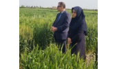 بازدید از مزارع تولید هستههای بذری ایستگاه عراقی محله با حضور رئیس و معاون پژوهشی مرکز تحقیقات و آموزش کشاورزی گلستان