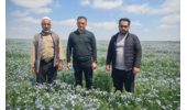 پایش فنی مزارع تولید و تکثیر بذر کتان و کاملینا توسط کارشناسان تحقیقات ثبت و گواهی بذر و نهال مرکز تحقیقات و آموزش کشاورزی و منابع طبیعی استان گلستان