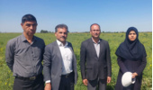 بازدید معاون پژوهشی و کمیته فنی بخش تحقیقات زراعی و باغی مرکز تحقیقات و آموزش کشاورزی گلستان از مزارع تولید بذر و آزمایشات ایستگاه عراقیمحله