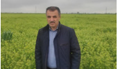 کشت ۷ هزار هکتاری «کاملینا» در اراضی شور گلستان/ ایستگاه تحقیقاتی گنبد به قطب تولید بذر کشور تبدیل شود