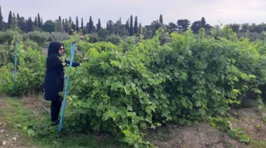 ارزیابی باغ کلکسیون ارقام مرکز تحقیقات و آموزش گلستان