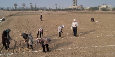 کاشت آزمایشات کلزای دیم در گنبد کاووس برای سنجش عملکرد، مقاومت به خشکی و معرفی ارقام سازگار انجام شد