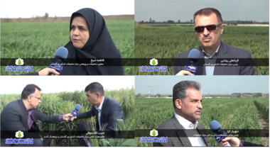 عیدی محققان مرکز تحقیقات و آموزش کشاورزی گلستان به کشاورزان در شرایط حساس جنگی