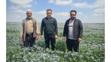 پایش فنی مزارع تولید و تکثیر بذر کتان و کاملینا توسط کارشناسان تحقیقات ثبت و گواهی بذر و نهال مرکز تحقیقات و آموزش کشاورزی و منابع طبیعی استان گلستان