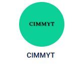 CIMMYT