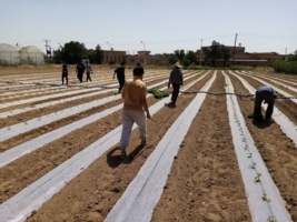 اجرای پروژه آموزشی کشت گوجه ‌فرنگی با آبیاری قطره‌ای و مالچ پلاستیکی در همدان