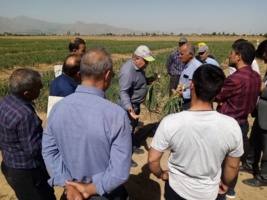 برگزاری روز انتقال یافته های تحقیقاتی سیر در ایستگاه تحقیقاتی اکباتان