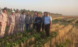 بازدید میدانی معاون پژوهش، فناوری و انتقال یافته‌ها از مجتمع کشاورزی و دامپروری دهلران