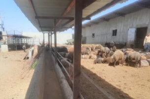 برگزاری برنامه یاوران تولید با موضوع “تغذیه گوسفند داشتی” در شهرستان اسدآباد