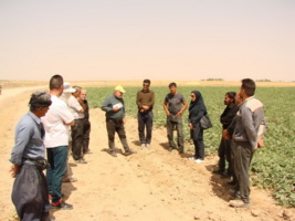 برگزاری دوره آموزشی کنترل علف هرز (گل جالیز) در شهرستان کبودرآهنگ