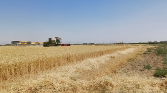 آغاز برداشت گندم رقم دیم صدرا و رقم های آبی میهن، زرین، حیدری، حیران و ارقام جو آبی جلگه، بهمن و مهتاب در ایستگاه تحقیقاتی اکباتان