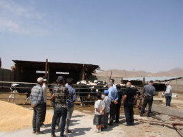 برگزاری دوره آموزشی اصول احداث جایگاه دام و پرورش گاو شیری در شهرستان رزن