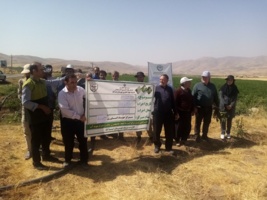 برگزاری کارگاه آموزشی مدیریت بیماری‌ها و علف‌های هرز سیب‌زمینی در شهرستان اسدآباد