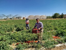 برداشت گوجه‌فرنگی توسط هنرجویان هنرستان کشاورزی همدان؛ طرح “آموزش همراه تولید”