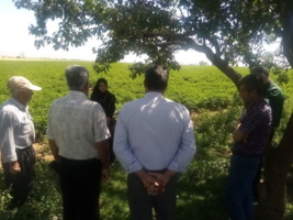 برگزاری دوره آموزشی “ اصول فنی برداشت رازیانه” در شهرستان رزن