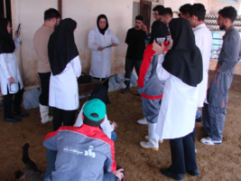 برگزاری دوره آموزشی همزمان سازی فحلی و اصلاح نژاد دام در دانشگاه ملایر