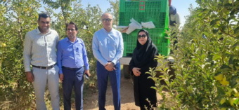 بازدید میدانی تیم کارشناسی از باغ سیب و سردخانه رزن برای انتخاب «باغدار نمونه کشوری»