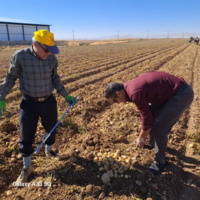 برداشت کلون‌های جدید سیب‌زمینی در شهرستان کبودرآهنگ