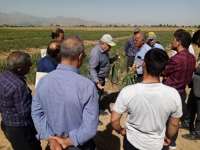 برگزاری روز انتقال یافته های تحقیقاتی سیر در ایستگاه تحقیقاتی اکباتان