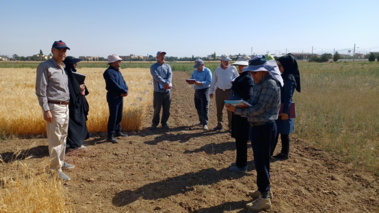 بازدید میدانی اعضاء کمیته فنی مرکز از پروژه های تحقیقاتی گندم و جو   در ایستگاه تحقیقاتی اکباتان