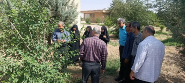 برگزاری دوره آموزشی پیوند درختان میوه در ایستگاه تحقیقاتی اکباتان