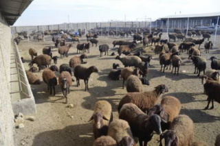 برگزاری کارگاه آموزش ترویجی  و مسئله یابی اصول تغذیه دام در گوسفنداری‌های  شهرستان بهار