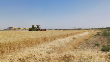 آغاز برداشت گندم رقم دیم صدرا و رقم های آبی میهن، زرین، حیدری، حیران و ارقام جو آبی جلگه، بهمن و مهتاب در ایستگاه تحقیقاتی اکباتان