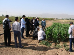 برگزاری دوره آموزشی زراعت چغندرقند و سورگوم در ایستگاه تحقیقاتی اکباتان
